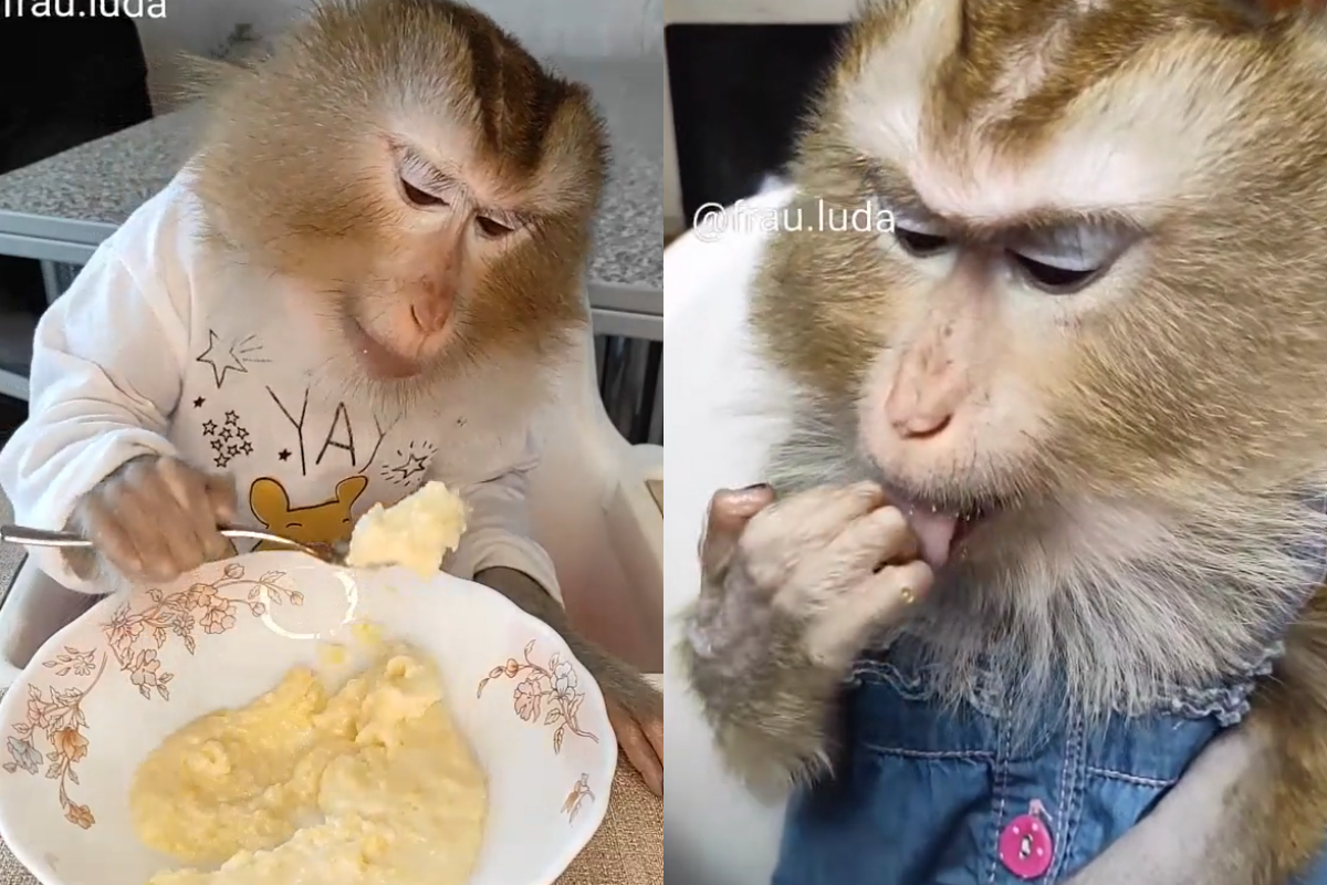 猴猴「用餐禮儀滿分」！用湯匙吃飯超秀氣　網看桌子讚爆
