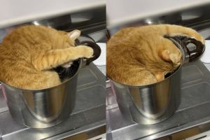 ▲這天飼主走進廚房，看見Tsubu鑽進鍋子裡在玩把手。（圖／Twitter帳號tsubu_0401）
