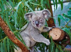 ▲北市動物園連年所需的飼糧、設備成本持續攀升，調漲門票價格已是不得不為的考量。（圖／臺北市立動物園授權提供）