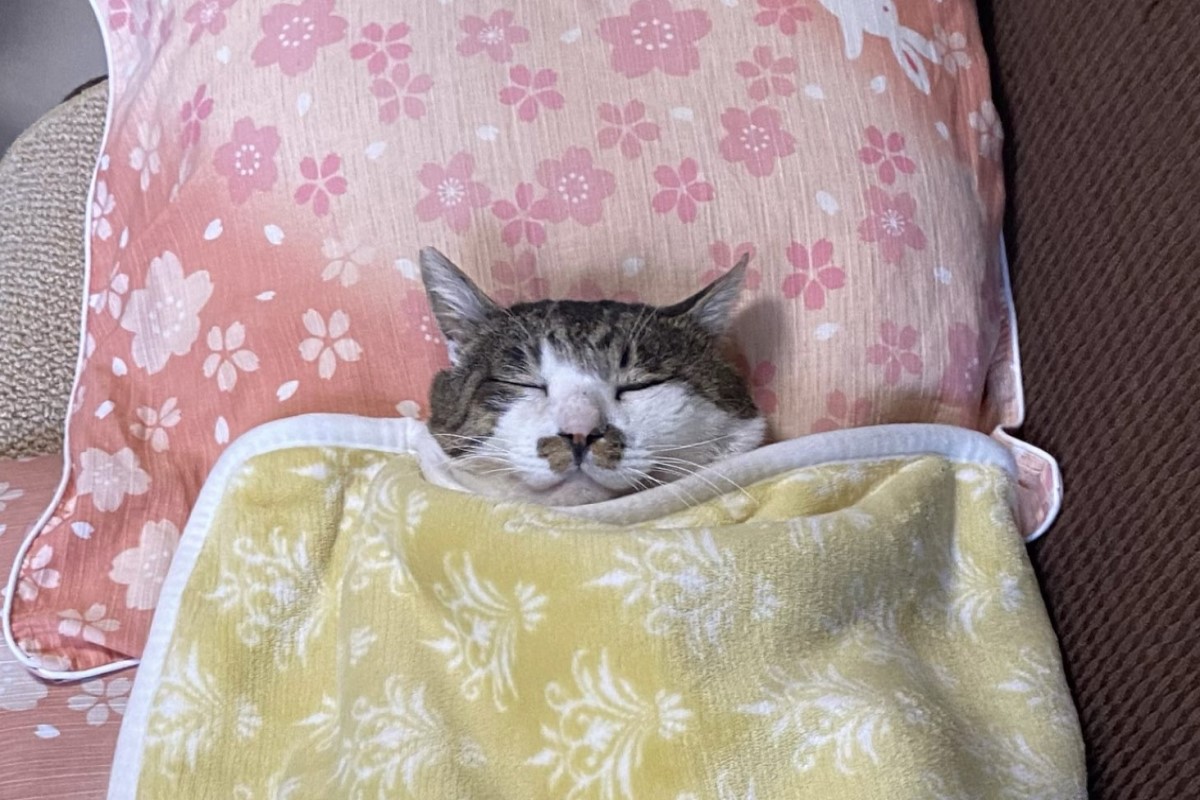 天冷不出門！貓阿伯躺枕頭蓋被被　一臉舒服：朕休假
