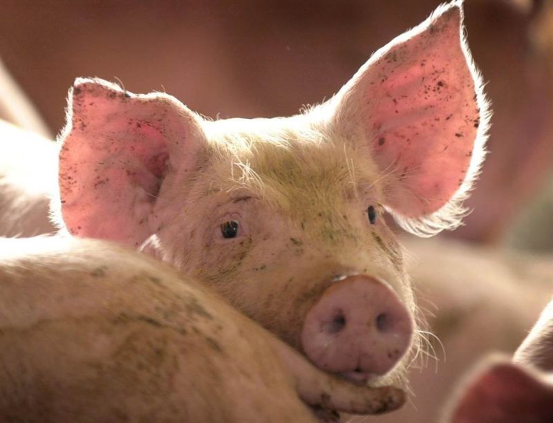 ▲馬來西亞爆發非洲豬瘟，檳城已經撲殺當地農場內逾四千隻豬隻。（示意圖／美聯社／達志影像）