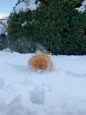 ▲蘇珊娜的愛犬非常喜歡玩雪，只要看到雪就會吵著出門玩耍。（圖／TikTok帳號fureverloveclub）