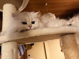 ▲莉莉是隻可愛的小貓咪。（圖／Instagram：iamlily_____） 