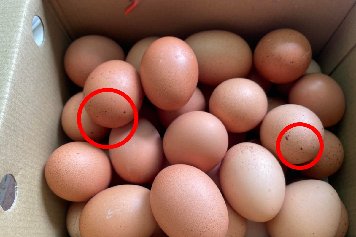 ▲雞蛋殼上長點點黑斑正常嗎？專家曝形成原因。（圖／臉書社團《爆廢公社》） 