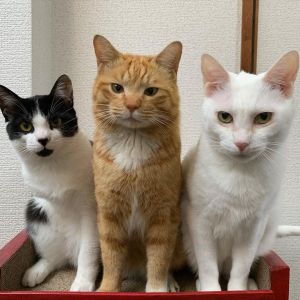 ▲Inari與白貓姊姊「Chiro （チロ）」以及賓士貓哥哥「Ohagi（おはぎ）」感情很要好。（圖／IG帳號nabesentochiro）