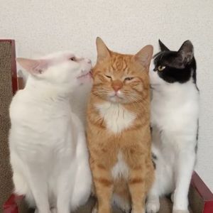 ▲這天三隻貓站在貓抓板上，Inari正在接受Chiro的親親。（圖／IG帳號nabesentochiro）