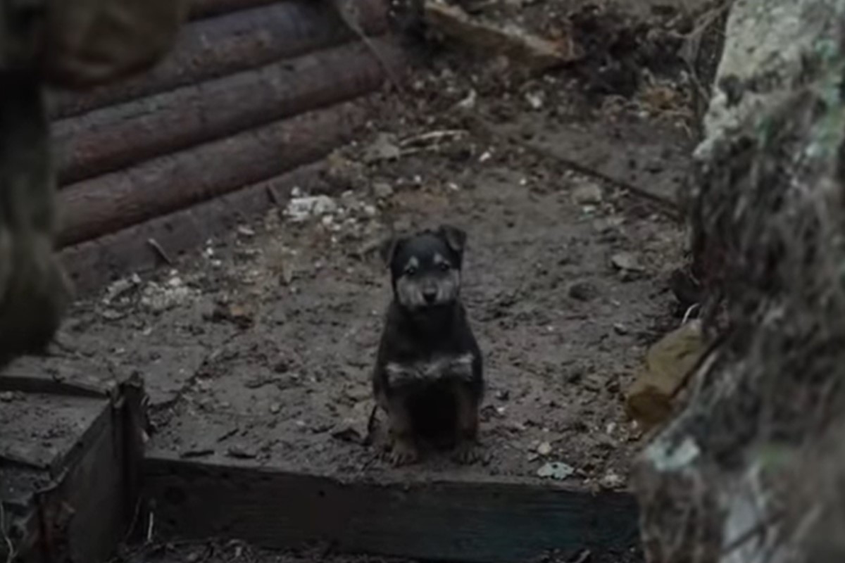 ▲烏克蘭一軍營裡有一隻可愛小狗狗，擔任軍營的保護者！（圖／YT帳號FNTV-FreedomNewsTV）