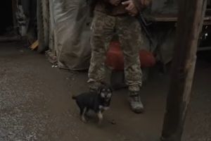 ▲日前烏克蘭士兵發現3隻小幼犬在軍營外徘徊，當時天寒地凍，士兵們不忍心小狗又餓又冷，便直接將牠們帶進軍營裡照顧。（圖／YT帳號FNTV-FreedomNewsTV）