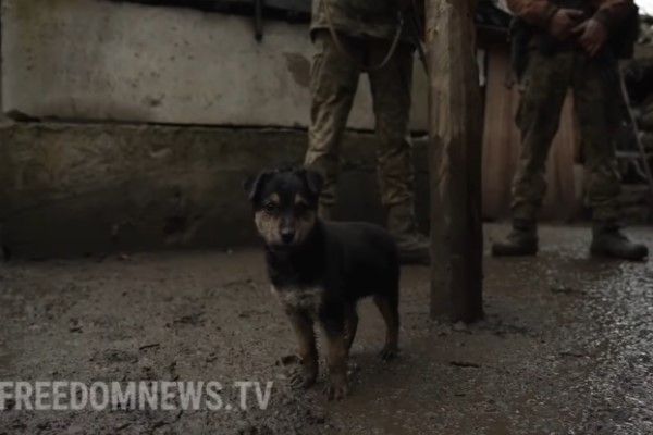 ▲Rambo：偶長大後也要跟哥哥們一樣保家衛國！（圖／YT帳號FNTV-FreedomNewsTV）