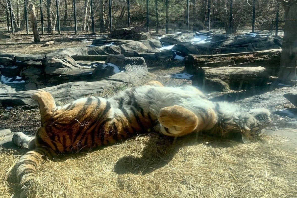 ▲美國動物園裡一隻老虎躺在大石頭上曬日光浴。（圖／IG帳號blankparkzoo）
