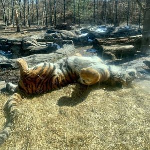 ▲「Blank Park Zoo」裡有一頭老虎趁著出太陽時，以「大字型」躺平在大石頭上，盡情地做日光浴！（圖／IG帳號blankparkzoo）