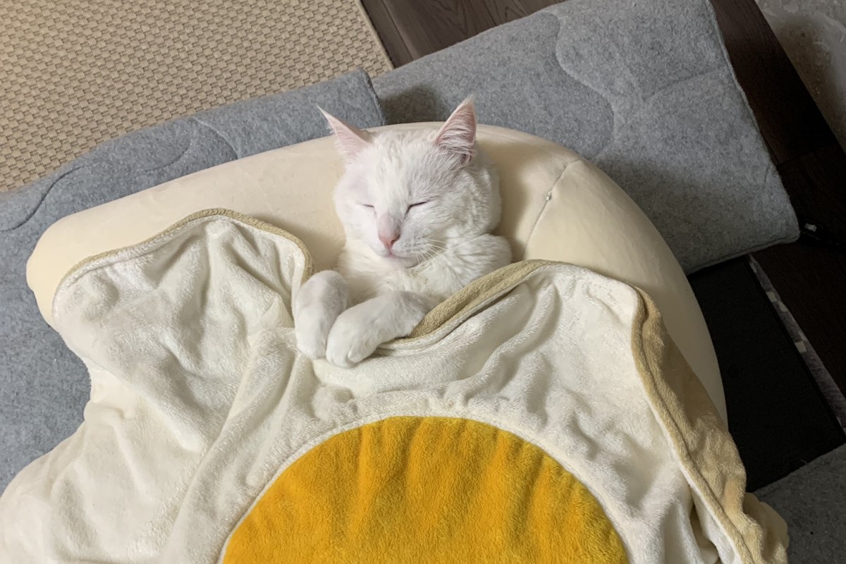 幫仰躺白貓「蓋被被」！牠秒速入夢鄉　睡姿像模範乖寶寶
