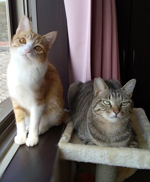 ▲推主家養了兩隻貓，樣貌看起來極為不同。（圖／Twitter：mero627puri914）