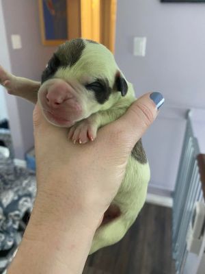 ▲奧德拉發現最後出生的小狗身上呈現淡淡的綠色！（圖／FB帳號Audra Rhys）