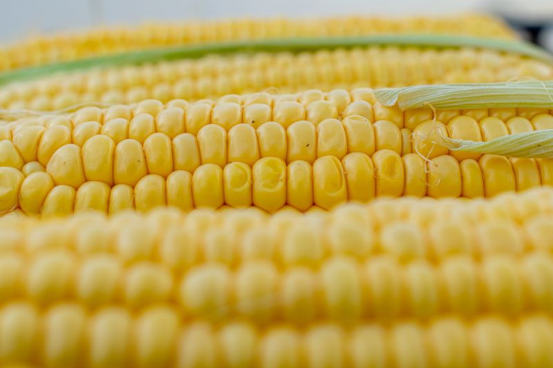 ▲林俐岑營養師指出，玉米含有豐富的碳水化合物，屬於「全榖雜糧類」，並非多數人認為的蔬菜類。（示意圖／取自pixabay）