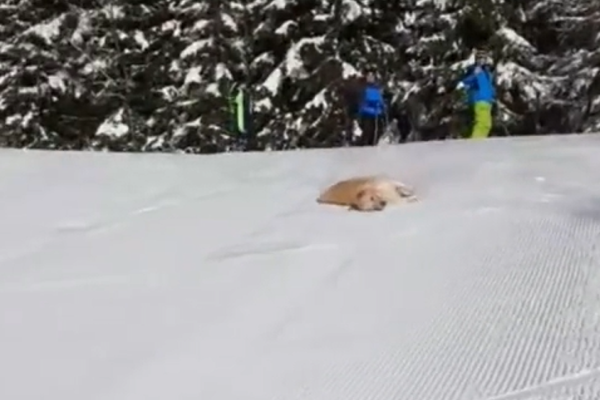 ▲狗狗在雪地上自創溜滑梯，牠躺著滑下山坡：「太好玩了吧！」（圖／TiKTok：call_me_bk_ ） 