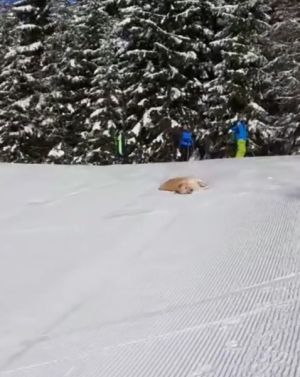 ▲狗狗躺在較高的雪地上，利用地勢玩起溜滑梯。（圖／TiKTok：call_me_bk_ ）