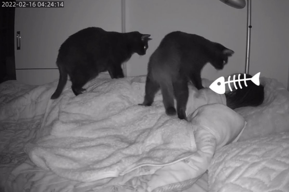 女子睡覺被2黑貓「壓身蓋頭」！網一看笑：還有呼吸嗎？
