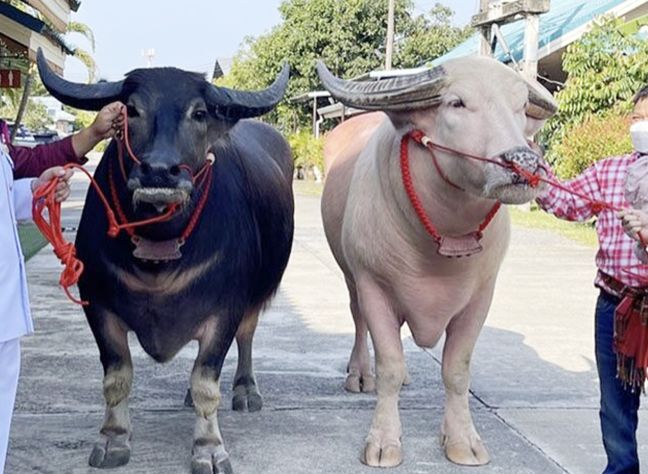 ▲黑白雙色的水牛，一隻要價500萬泰銖（約等同於新台幣428萬元）。（圖／翻攝自推特）
