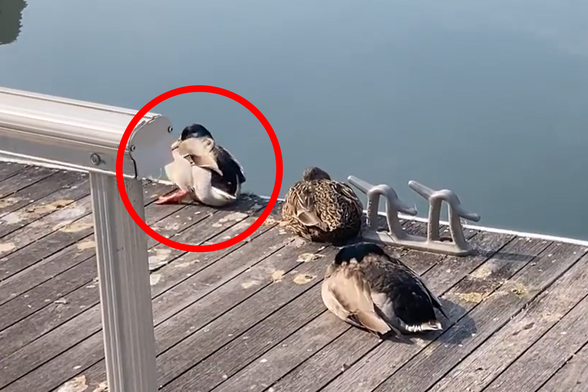 ▲睡在岸邊的鴨鴨睡昏了頭，腳不受控制將自己踢入水中，網友全笑翻。（圖／Twitter：MtanGM） 