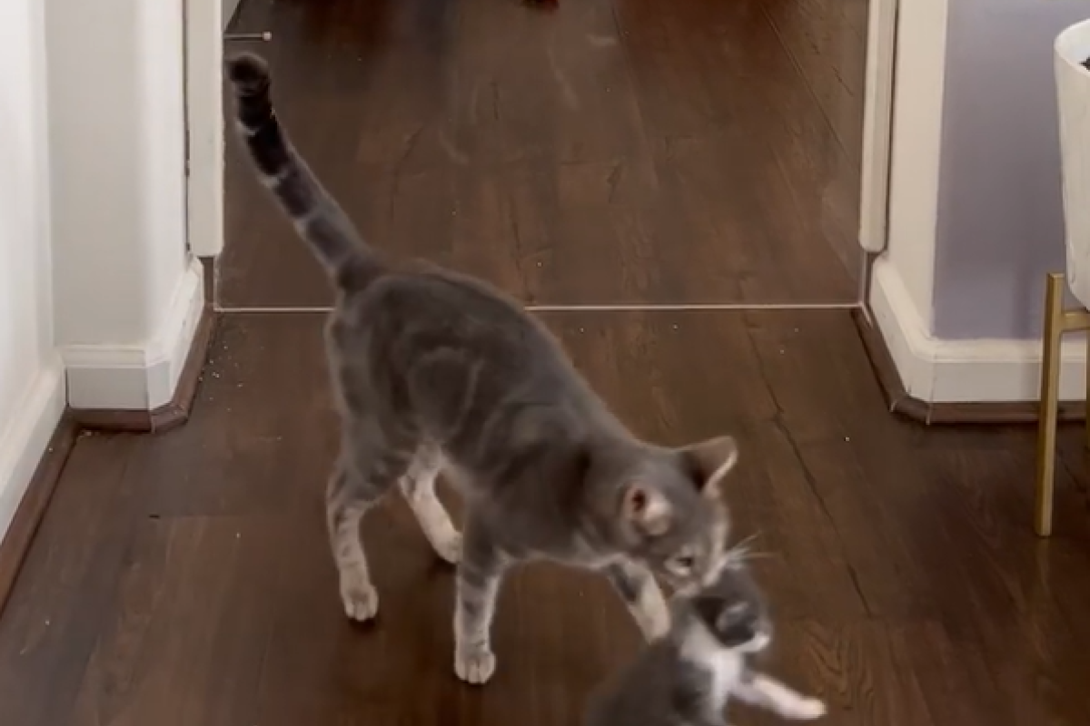 ▲小奶貓總從待領養區離奇失蹤，飼主偷拍後懂了：「牠喜歡牠！」（圖／Instagram：linus_hates_cupcake）