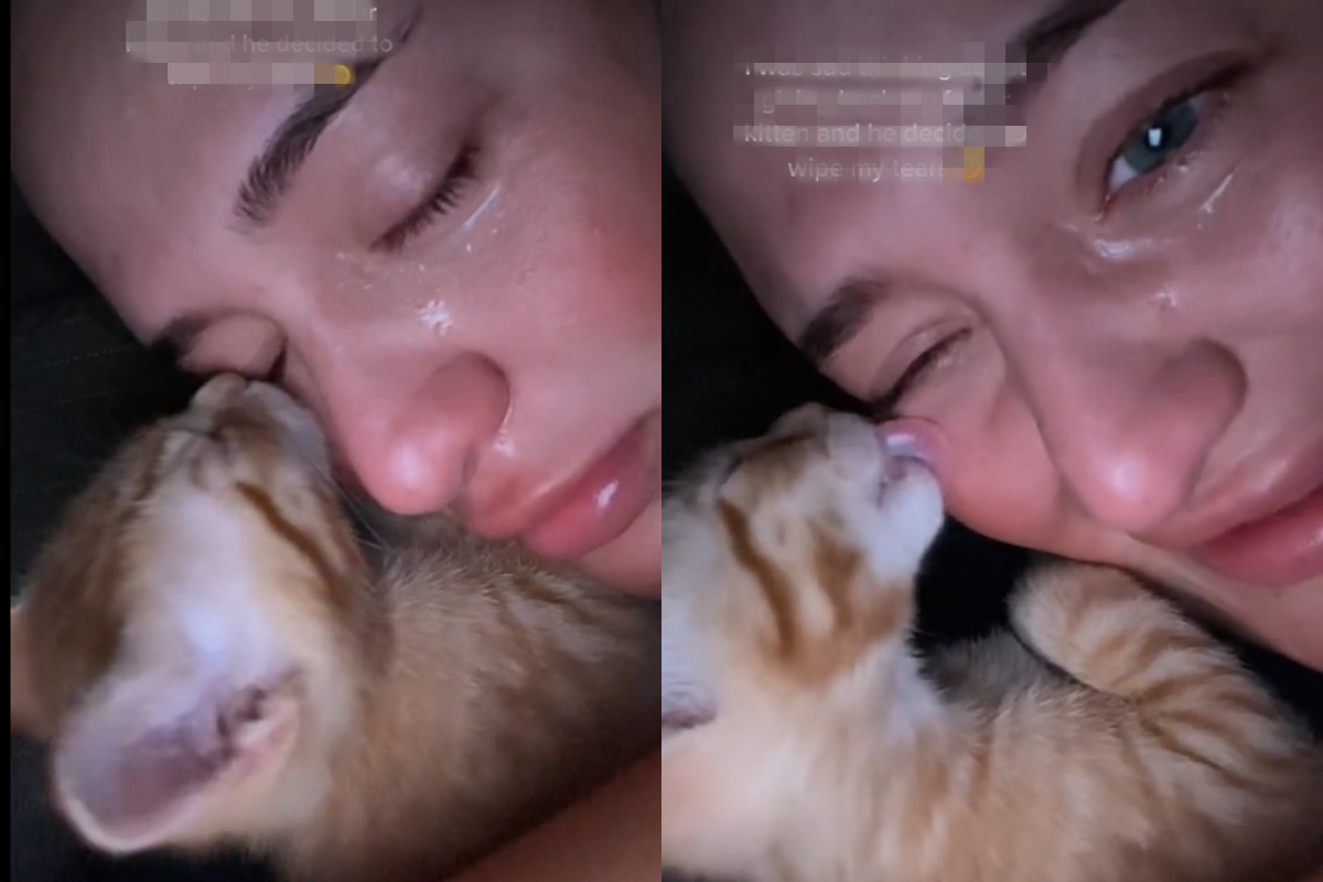 ▲中途小貓即將被送走，女孩不捨得瘋狂流淚，牠不停幫忙舔拭淚水，像在安慰：「我未來會好好的」。（圖／TiKTok：nxcalderon） 