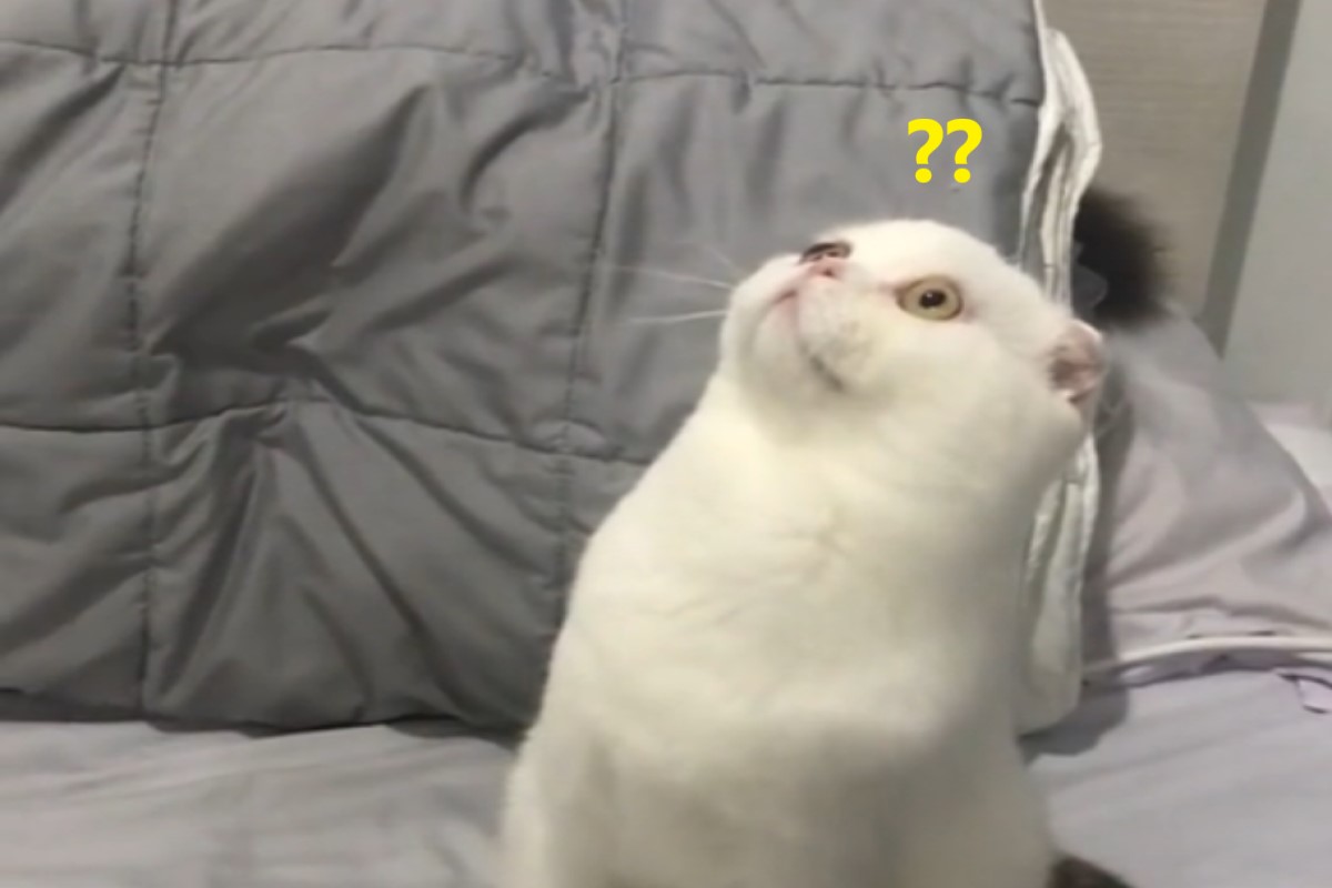 ▲泰國一隻貓咪以為飼主向天空拋球，張大雙眼猛看！（圖／TikTok帳號kongkang.themeaow）