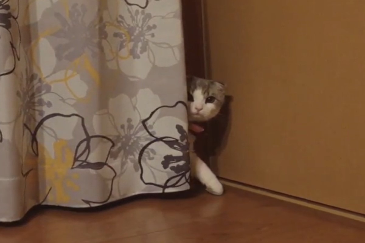 ▲日本一隻摺耳貓聽見飼主呼喚時，竟然以超慢動作緩緩露臉走出來！（圖／IG帳號ohshima_moa）