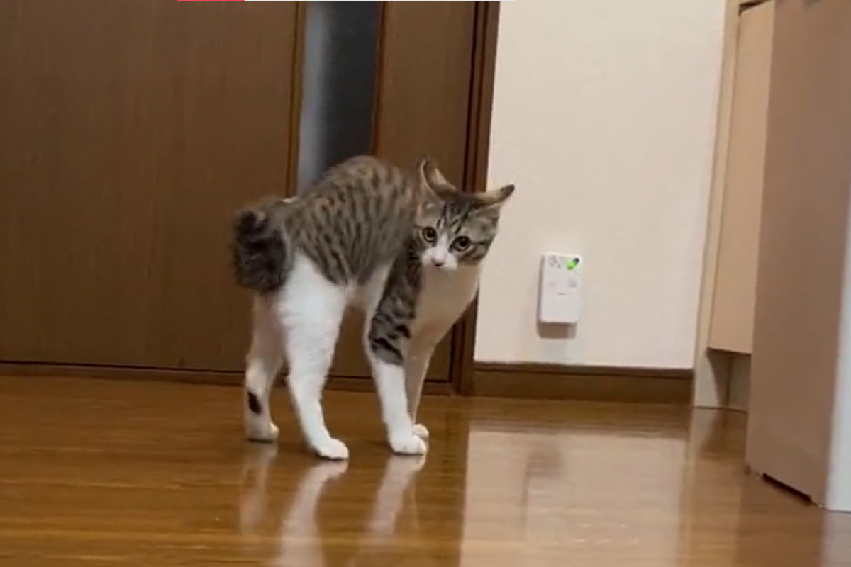 ▲虎斑貓看見鏡頭後變身奇行種，秒速朝相機靠近，接著大力賞巴掌：「拍屁拍！」（圖／Twitter： Neko2Obasan）