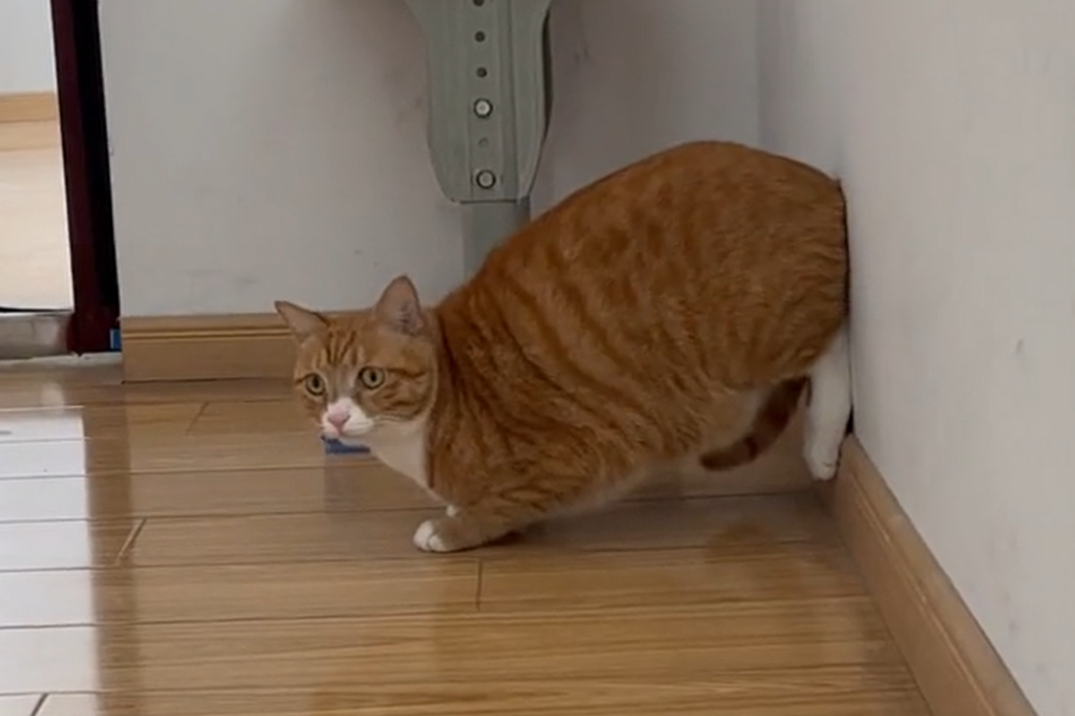 ▲橘貓為罐罐拚了，竟擺出專業跑者架勢求餵食：「我夠快就給我！」（圖／抖音：小布丁不能吃） 