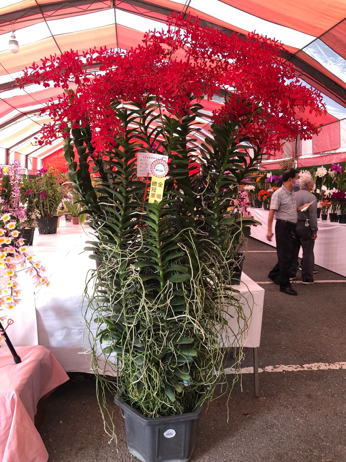 ▲花農何國芳勇奪全場總冠軍(圖／農業局提供2022.3.11)