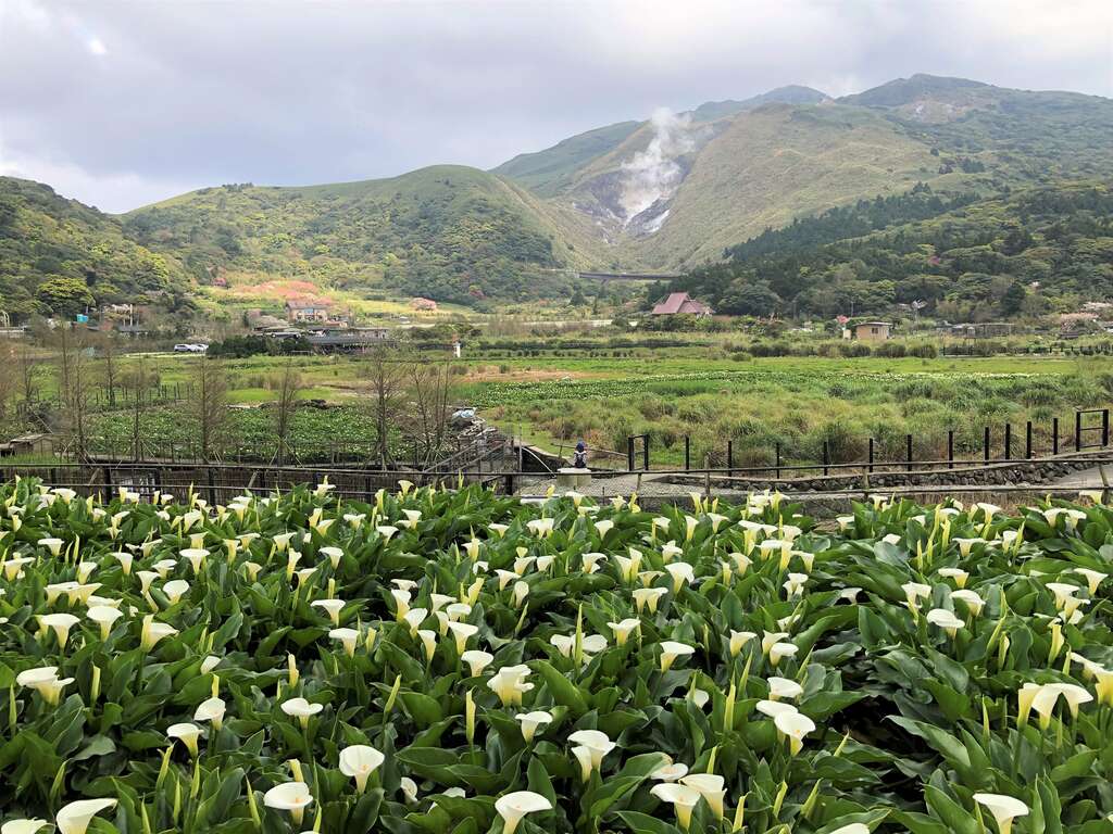 ▲2022竹子湖海芋季將在3/18開跑，由於周邊路幅有限，提醒民眾盡量搭乘大眾交通工具上山，北市府特別整理了交通懶人包給民眾參考。（圖／北市產業局提供）