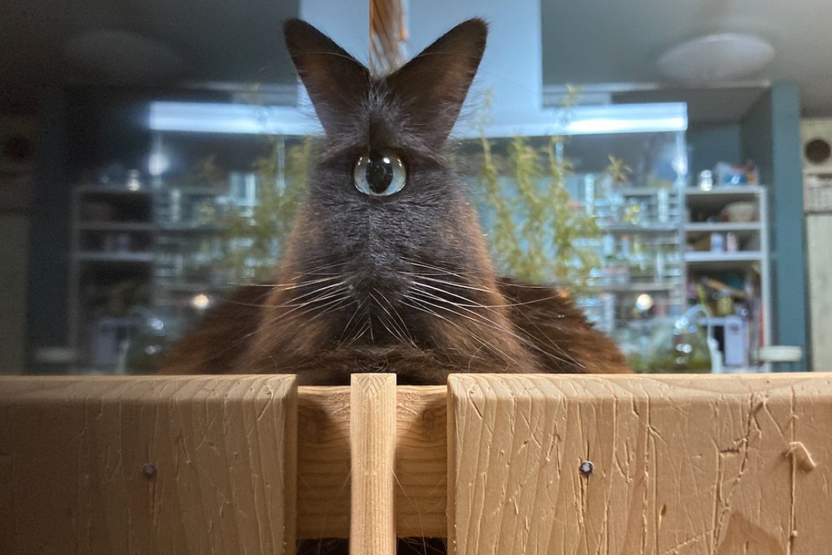 ▲抬頭驚見愛貓變異小怪物，搞笑模樣讓飼主笑翻。（圖／Twitter：SHAKEhizi_BSK） 