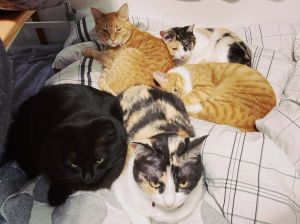 ▲推主家養了五隻貓。（圖／Twitter：SHAKEhizi_BSK） 