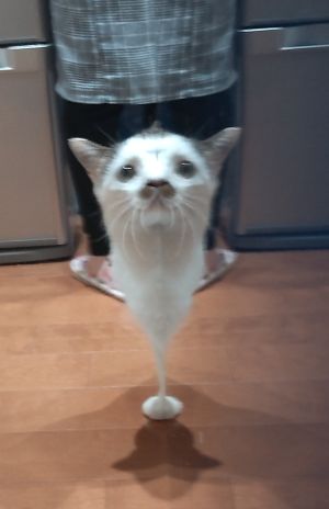 ▲其他網友也分享自家被冰箱反射的貓貓怪物，這底盤長得有點像全聯出的公仔。（圖／Twitter：thumada_kame）