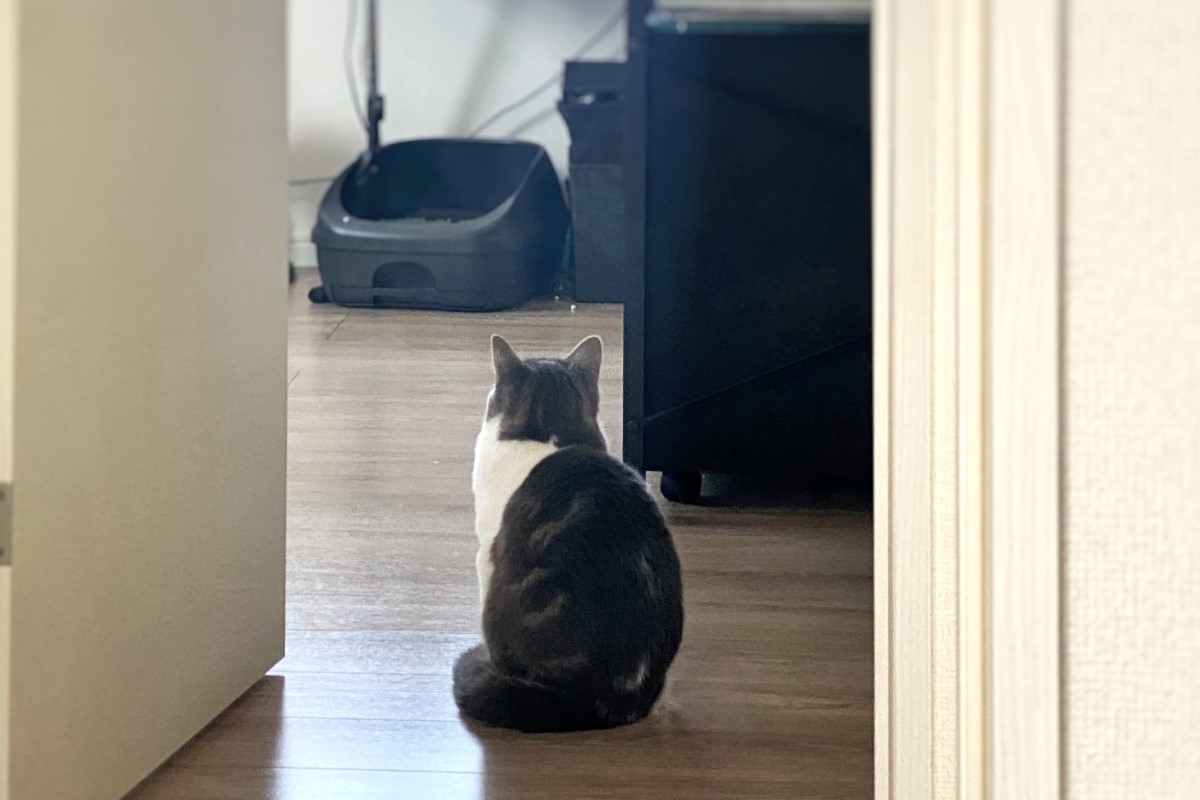 ▲出門後貓咪都在做什麼呢？奴才收到室友拍得愛貓照片心酸：「想趕快回家」。（圖／Twitter：nekochaniru） 