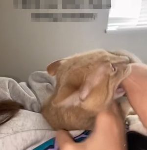 貓:這手好香,我要咬爆!(面目猙獰)(圖/TiKTok:connorsawa) ▲貓:這手好香,我要咬爆!(面目猙獰)(圖/TiKTok:connorsawa)
