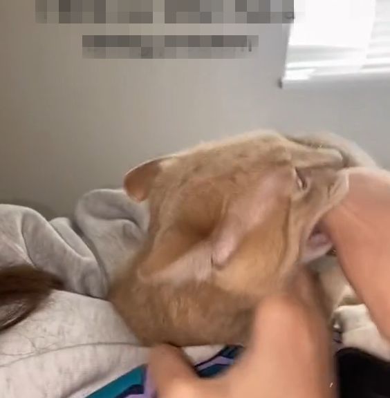 ▲貓：這手好香，我要咬爆！（面目猙獰）（圖／TiKTok：connorsawa） 