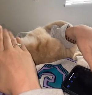 飼主將其撥開,下一秒會發生的事可滑回上一張看。(圖/TiKTok:connorsawa) ▲飼主將其撥開,下一秒會發生的事可滑回上一張看。(圖/TiKTok:connorsawa)