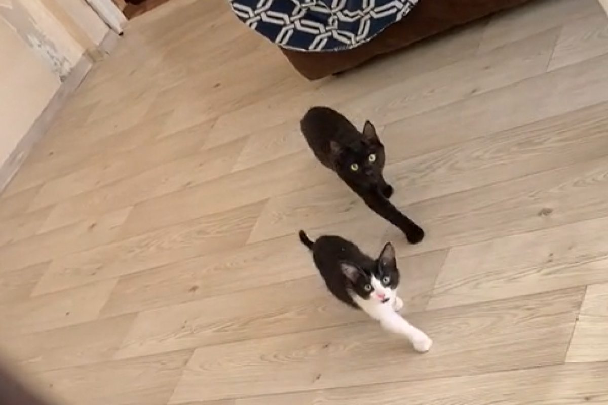 ▲貓貓雙煞駕到，逼近主人的步伐神同步，後面那隻就像個影子。（圖／TiKTok：quedlery）