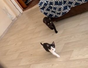 ▲其實一開始並不同步，是小黑貓趁賓士貓停頓時，刻意迅速換腳變成同步的姿態。（圖／TiKTok：quedlery）