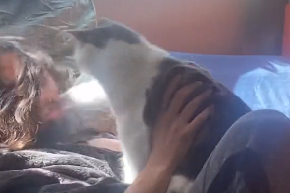 ▲冷酷小貓掌摑無辜男子的畫面流出，女友一旁嗨喊：「打爆他！」（圖／TiKTok：herefordopamine） 