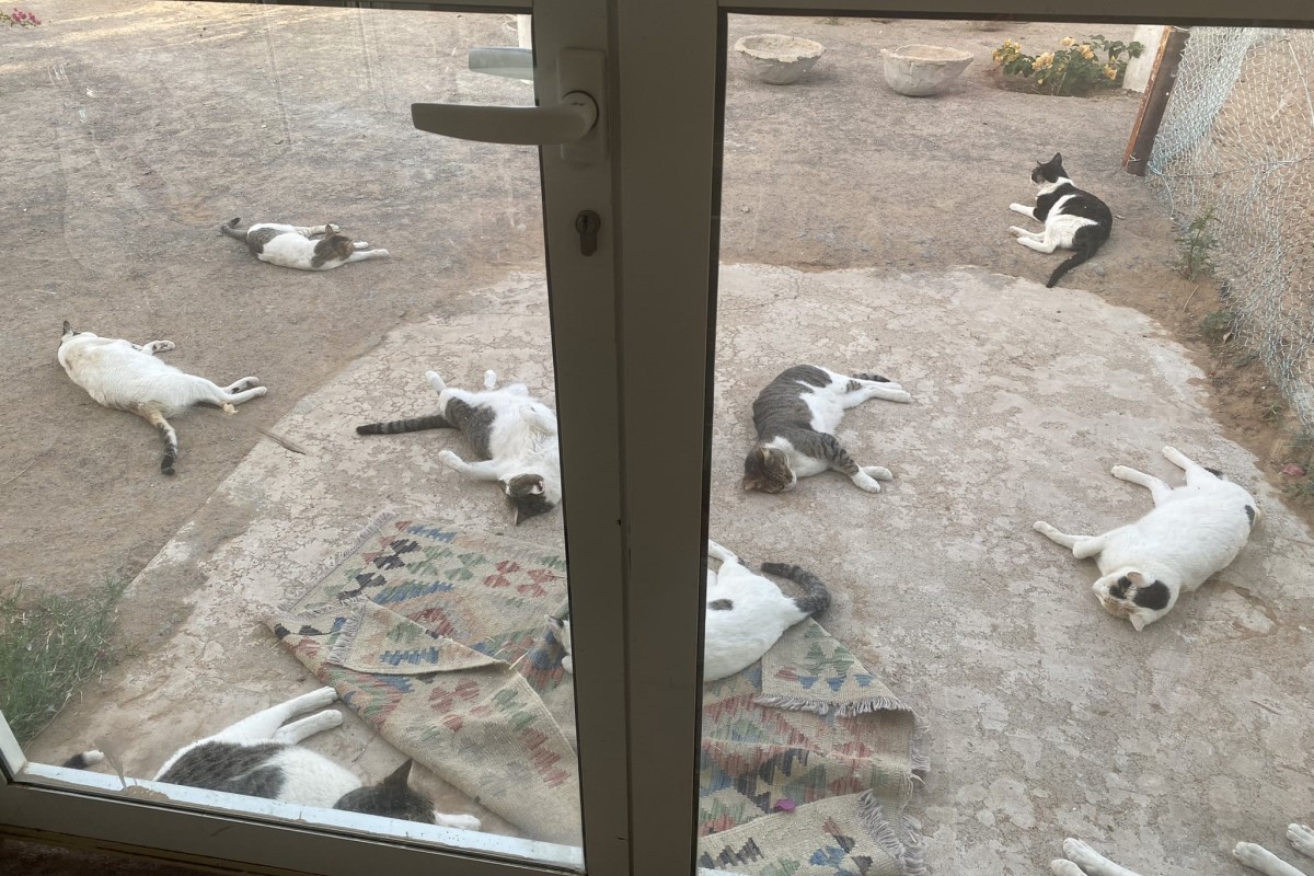 ▲她疑惑門外為何滿地是貓，網友笑：「昨晚喝很嗨喔！」（圖／Twitter：hanamomoact） 