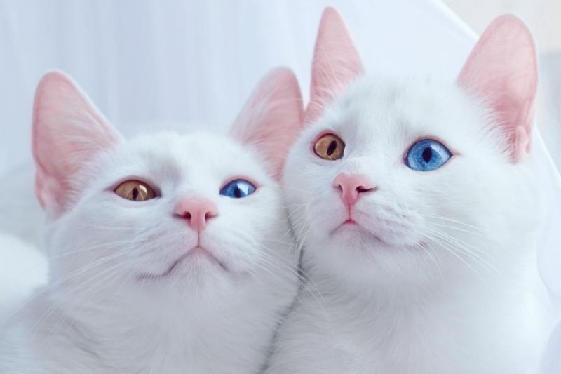 白貓雙胞胎是天使！「黃＋藍異瞳」美翻眾人：難以置信
