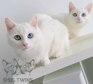 ▲是一對相當美麗的雙胞胎貓姊妹。（圖／Instagram：sis.twins） 