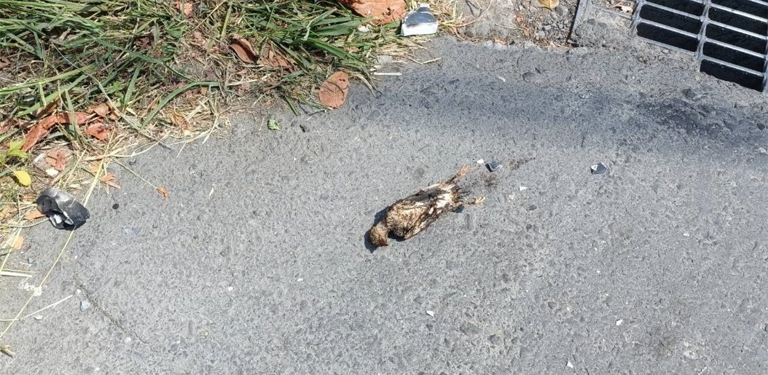 ▲台電指出，此次停電原因是鳥碰觸帶電設備造成礙子破裂停電。（圖／台電高雄區處提供）