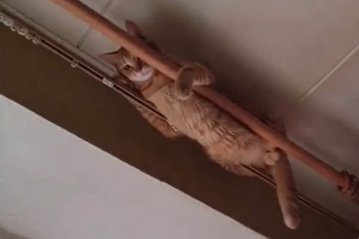 ▲一隻貓在家能多無聊？她抬頭收到意外驚喜：「有愛心耶！」（圖／TiKTok：nastya_voloshinaa） 