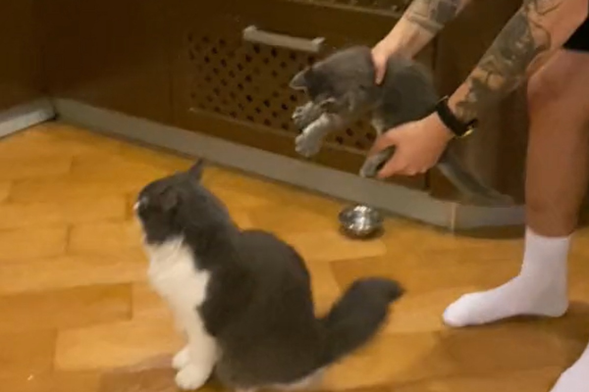 ▲養兩隻貓的好處是什麼？他揭5星級神招，網友見了全笑翻：「賺爛了！」（圖／TiKTok：your.minimalism） 