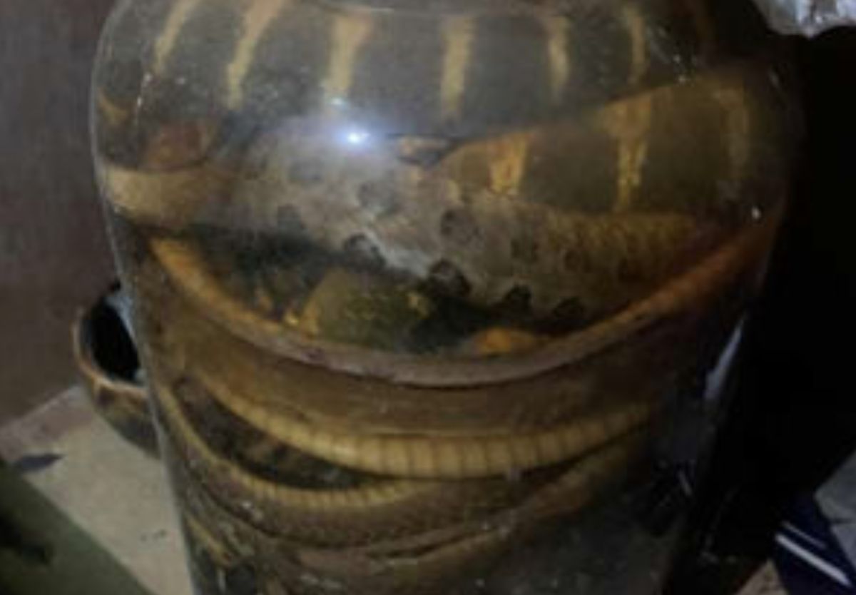 ▲網友分享從朋友老家挖出一瓶30年毒酒，結果其亮點引發眾人討論。（圖/爆廢公社）