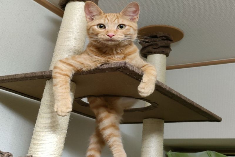 ▲日本一隻橘貓在貓跳台上大露「超模V字腿」。（圖／推特帳號4696nekoto）